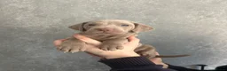 Weimaraner dogs for sale: Kc registered Silver Weimaraner puppies for sale  - Advert 9