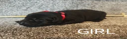 Labrador Retriever dogs for sale: KC registered Labrador retrievers in Bordon - Advert 6