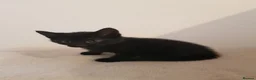 Domestic Shorthair cats for sale: 4 beautiful kittens  in Evesham - Advert 2