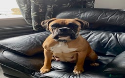 Boxer dogs for sale: 27 Champion bloodline boxers due 14th October  - Image 25