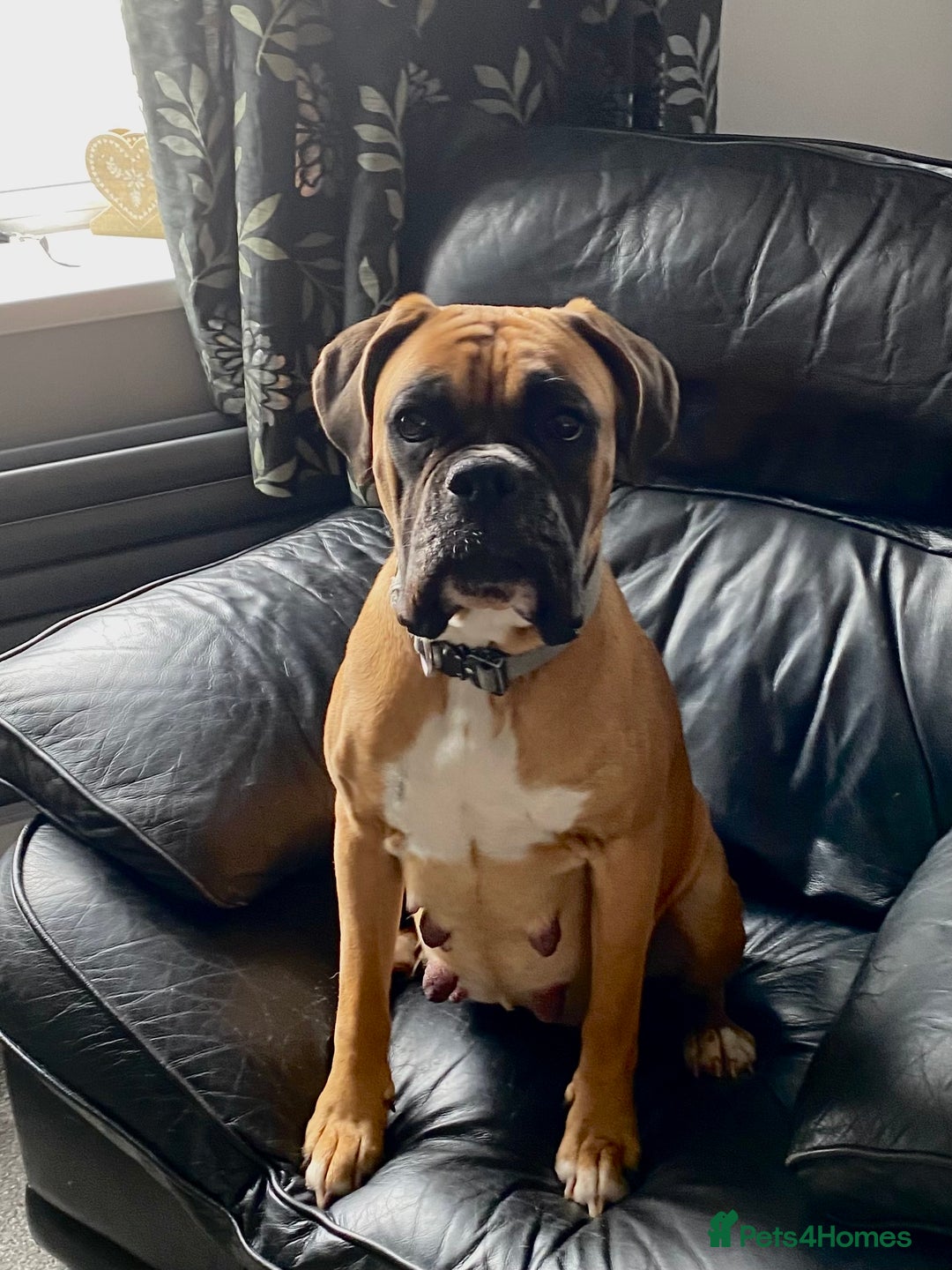 Boxer dogs for sale: 27 Champion bloodline boxers due 14th October  - Image 25