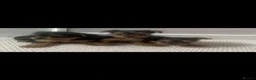Yorkshire Terrier dogs for sale: Yorkshire terrier puppies for sale  in Northallerton - Advert 4