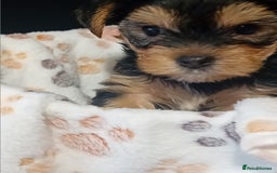 Yorkshire Terrier dogs for sale: Yorkshire Terrier one little boy - Image 2