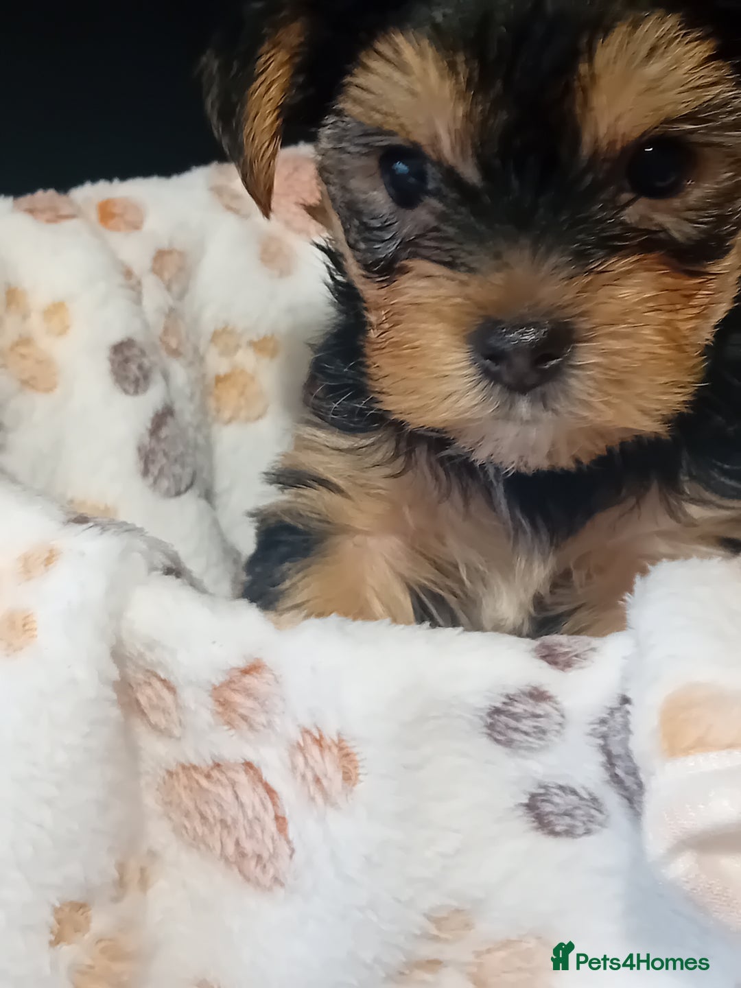 Yorkshire Terrier dogs for sale: Yorkshire Terrier one little boy - Image 2