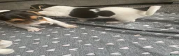 Jack Russell dogs for sale: True miniature Jack Russell pups - Advert 17