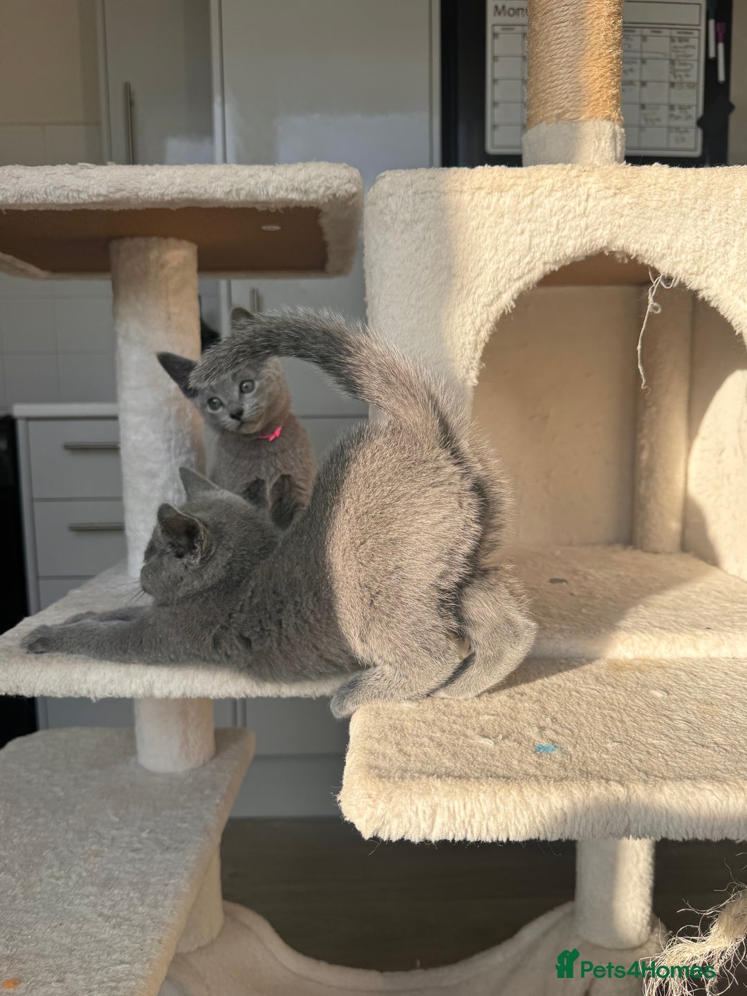 Russian Blue cats for sale: 🐾 Premium Home-Raised Russian Blue Kittens -Ready - Advert 3
