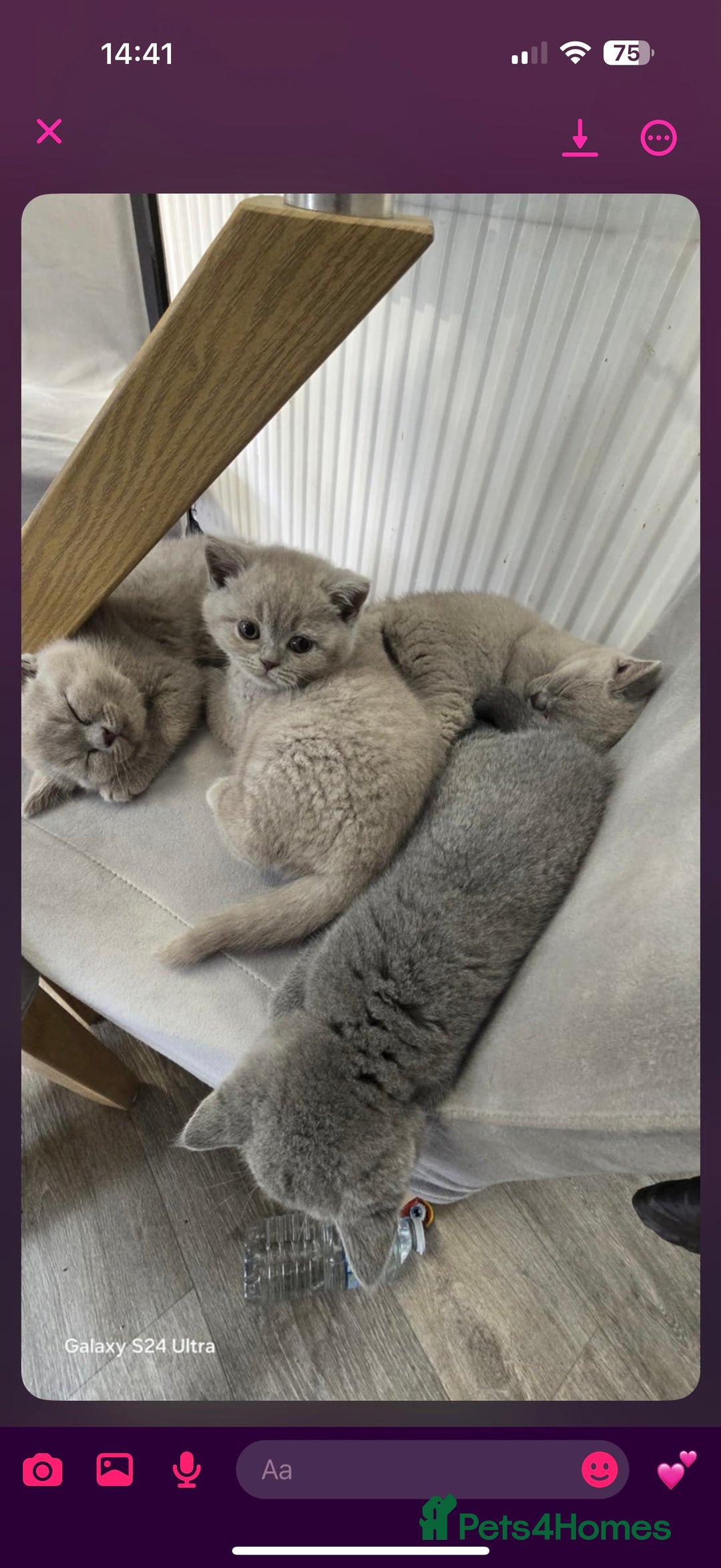 British Shorthair cats for sale: Top Quality GCCF British Shorthair Kittens!  - Image 2