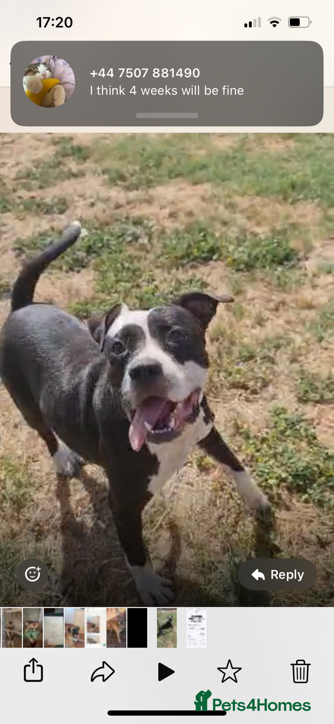 Mixed Breed dogs for adoption: ❤️ HERA the dog with a beautiful heart ❤️ - Image 3