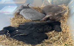 Dwarf Lop rabbits for sale: Dwarf lops READY NOW - Image 5