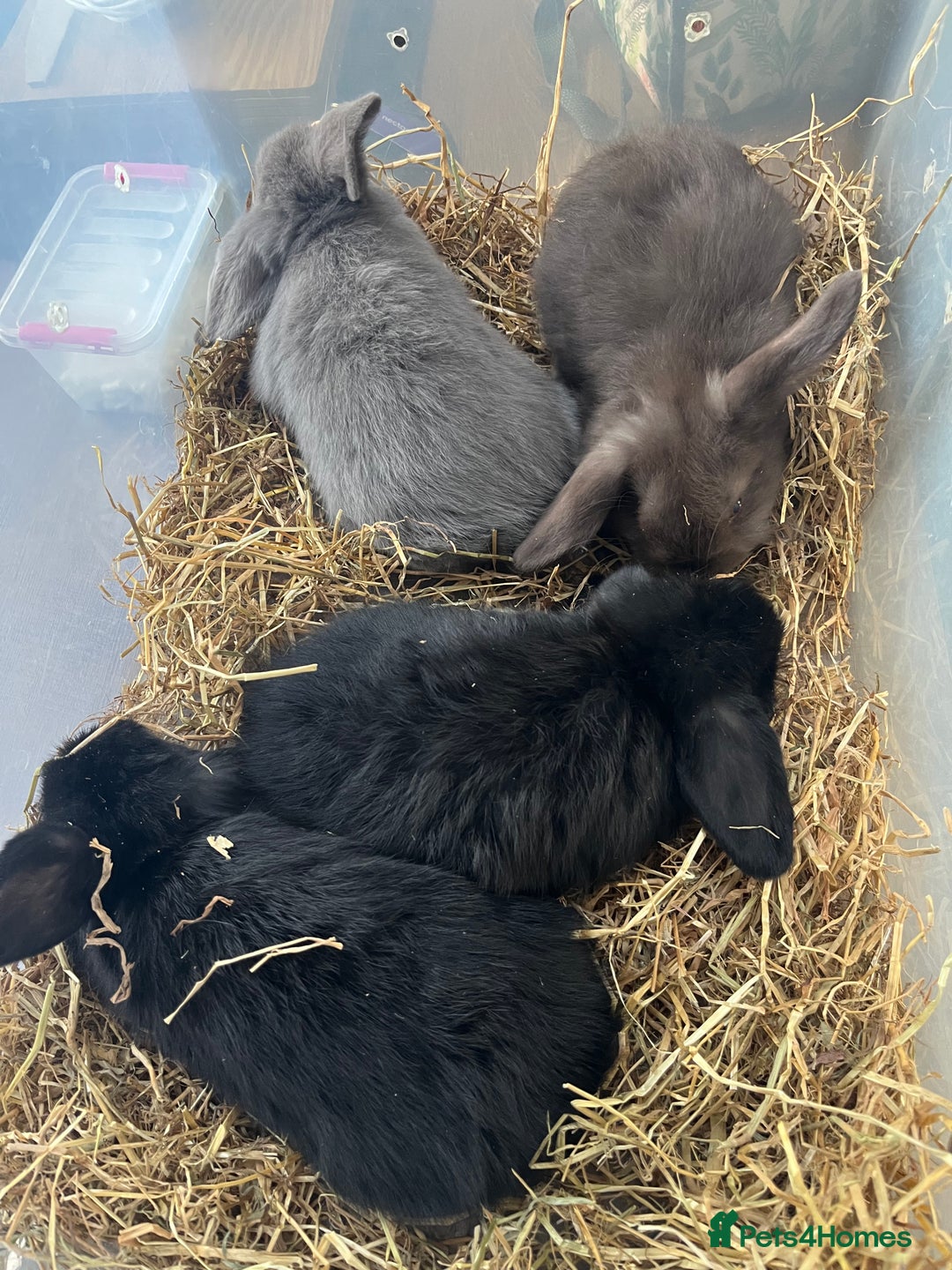 Dwarf Lop rabbits for sale: Dwarf lops READY NOW - Image 5