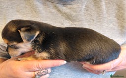 Jack Russell dogs for sale: Jack Russell Puppies - Image 4