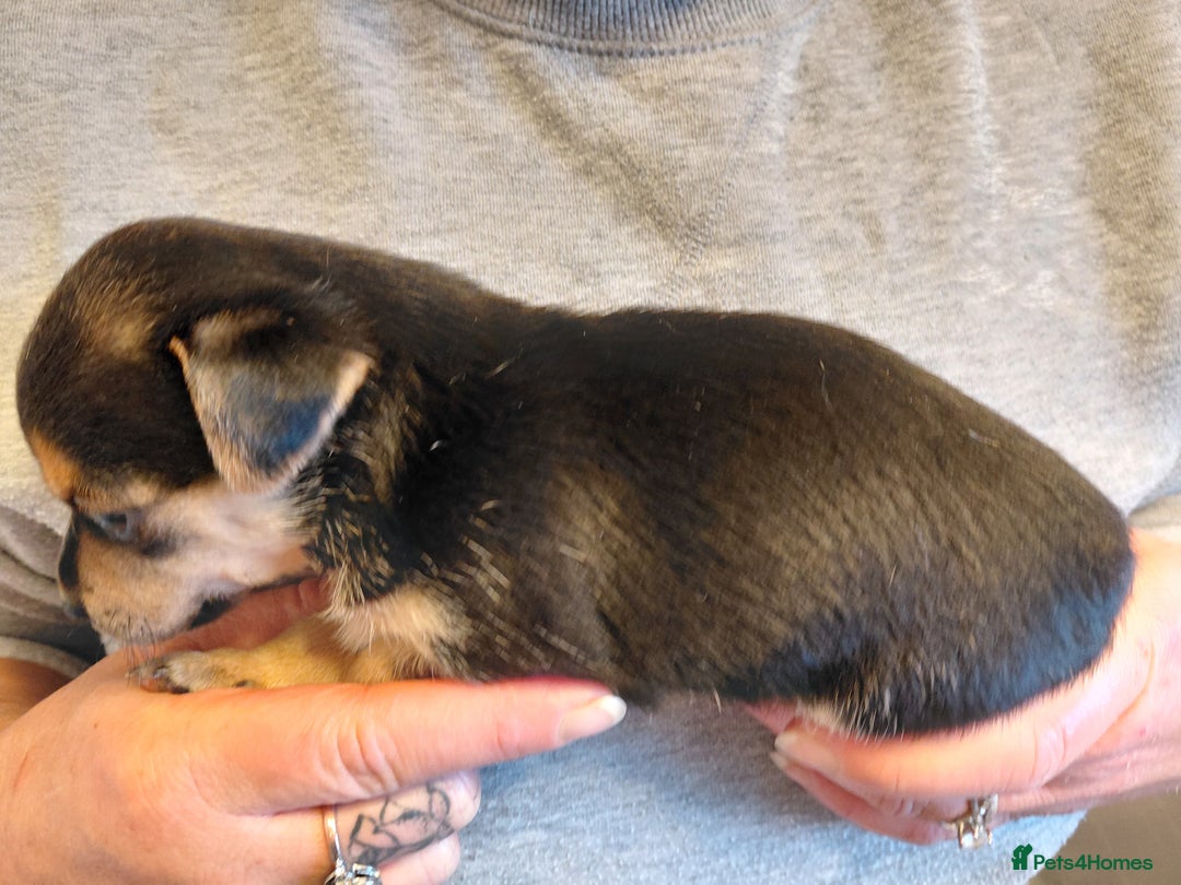 Jack Russell dogs for sale: Jack Russell Puppies - Image 4