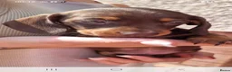 Miniature Dachshund dogs for sale: 2 miniature Dachshund puppies available  - Advert 6