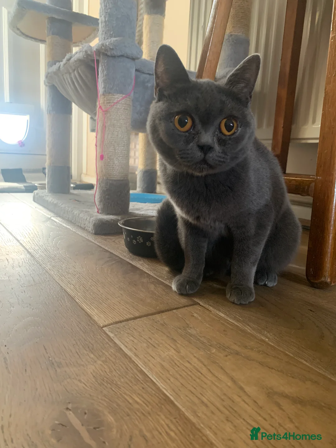 British Shorthair cats for sale: British shorthair  in Manchester - Advert 9