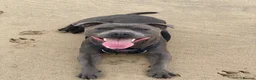 Staffordshire Bull Terrier dogs for stud: Frank. - Advert 14