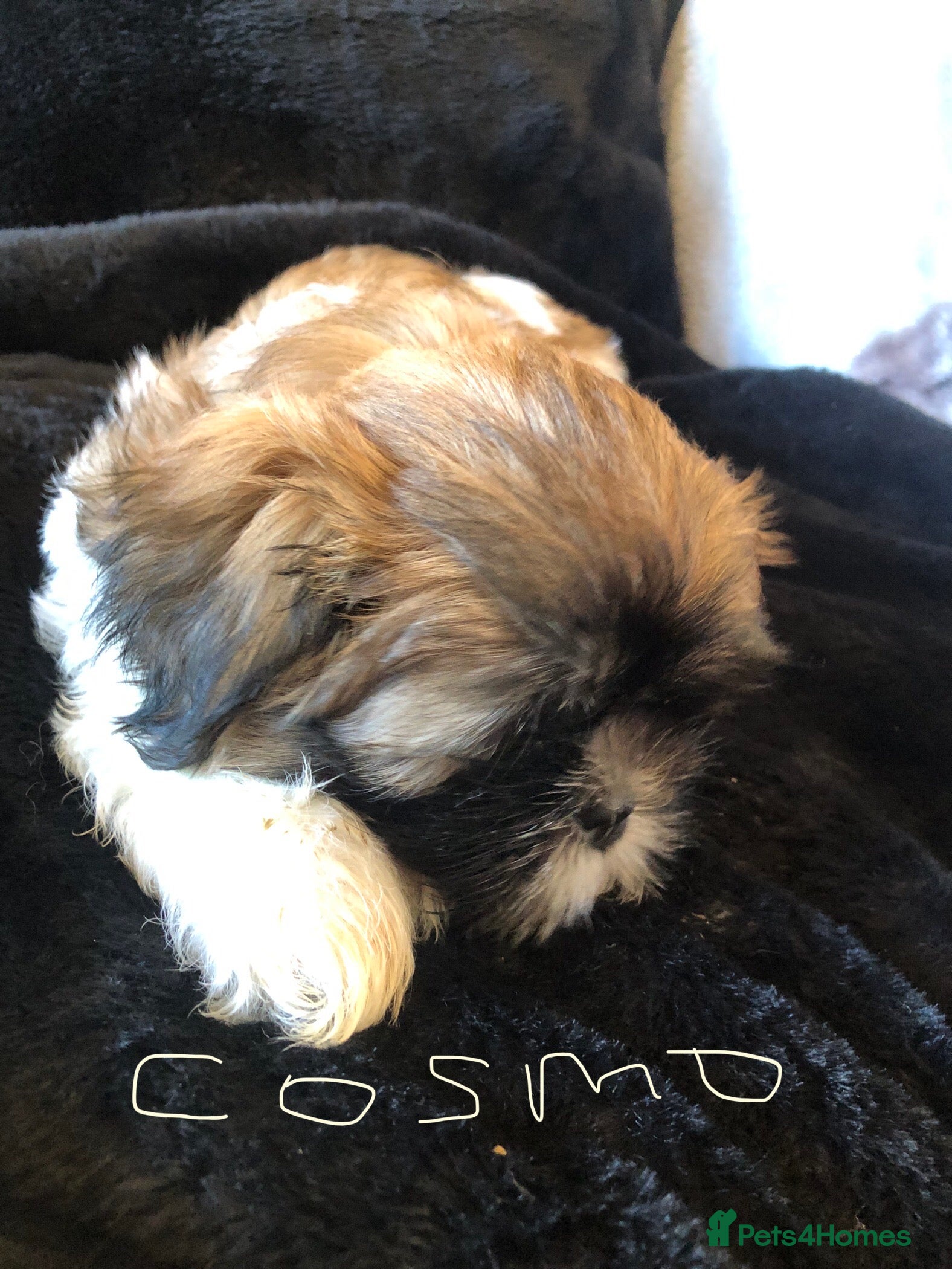 Shih Tzu dogs Beautiful Shih Tzu puppies  - Advert 2