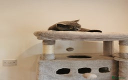 British Shorthair cats for sale: Female British Shorthair 3 years old - Image 3