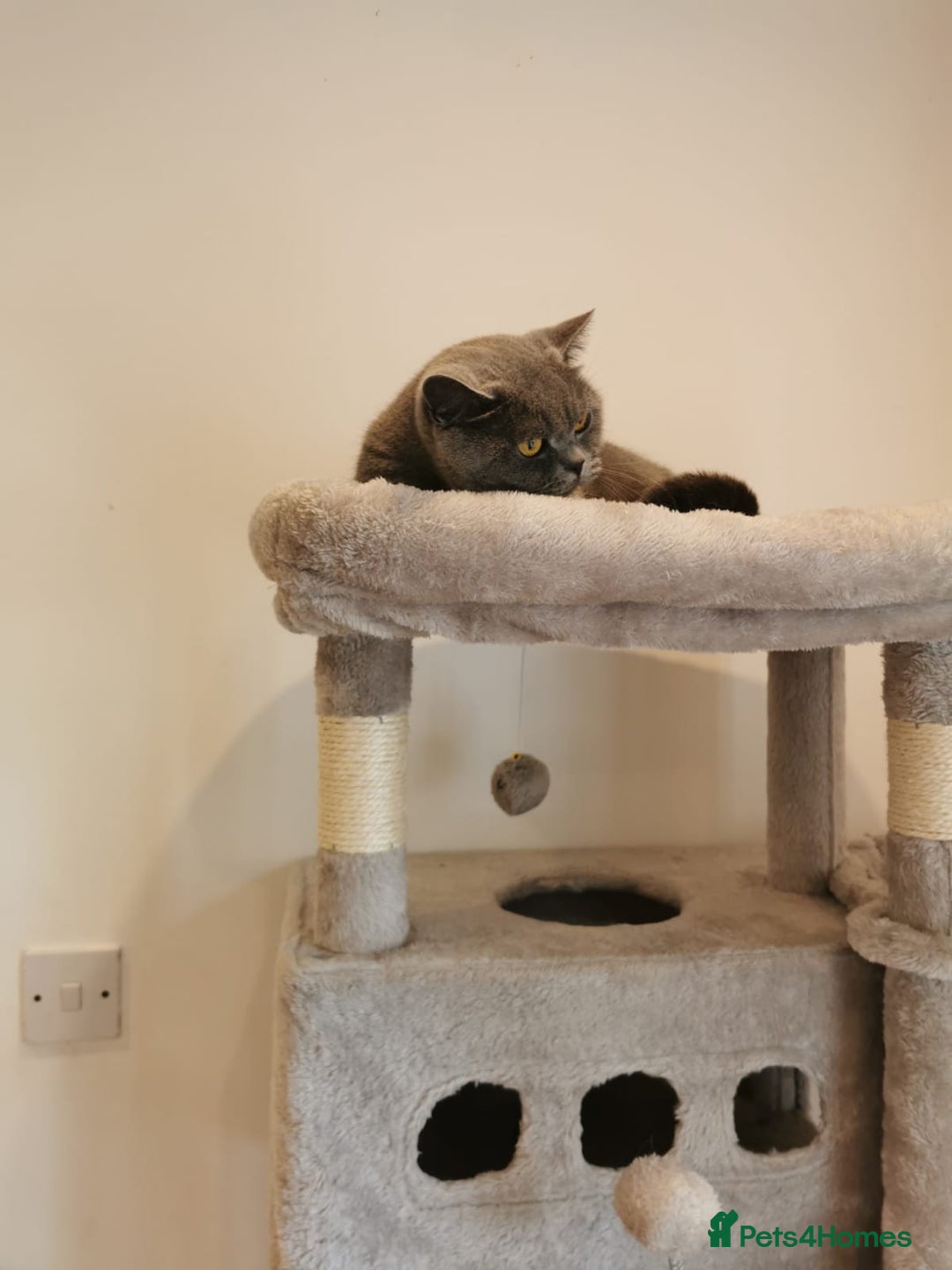 British Shorthair cats for sale: Female British Shorthair 3 years old - Image 3