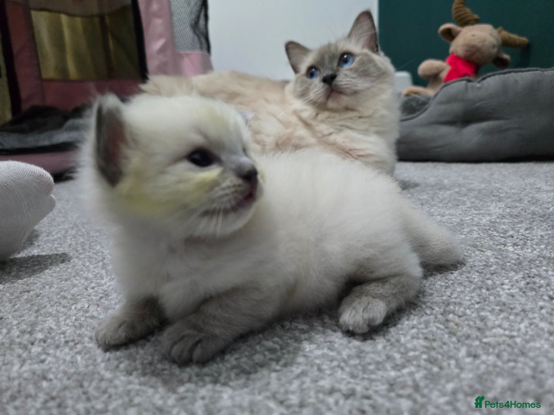 Ragdoll cats for sale: 💙 BLUEPOINT RAGDOLL BOY FOR SALE 💙 - Image 3