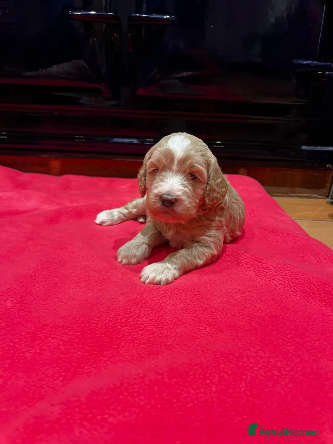 Mixed Breed dogs for sale: EXTENSIVELY HEALTH TESTED MINATURE GOLDENDOODLE - Advert 2