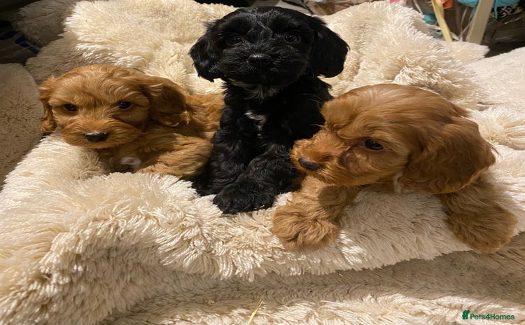 Cockapoo dogs - Advert 1