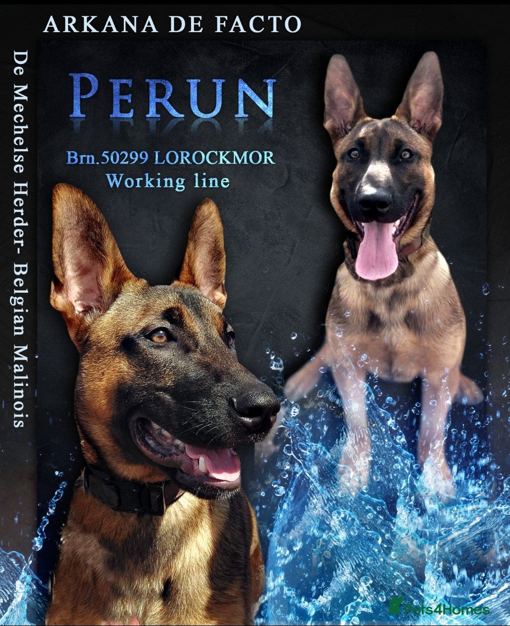 Belgian Shepherd Dog dogs Stud only in Birmingham - Advert 1