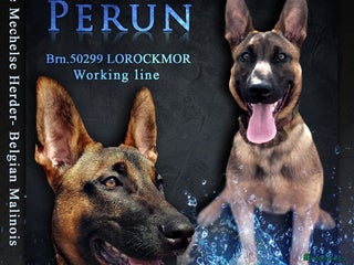 Belgian Shepherd Dog dogs in Birmingham - Advert 3