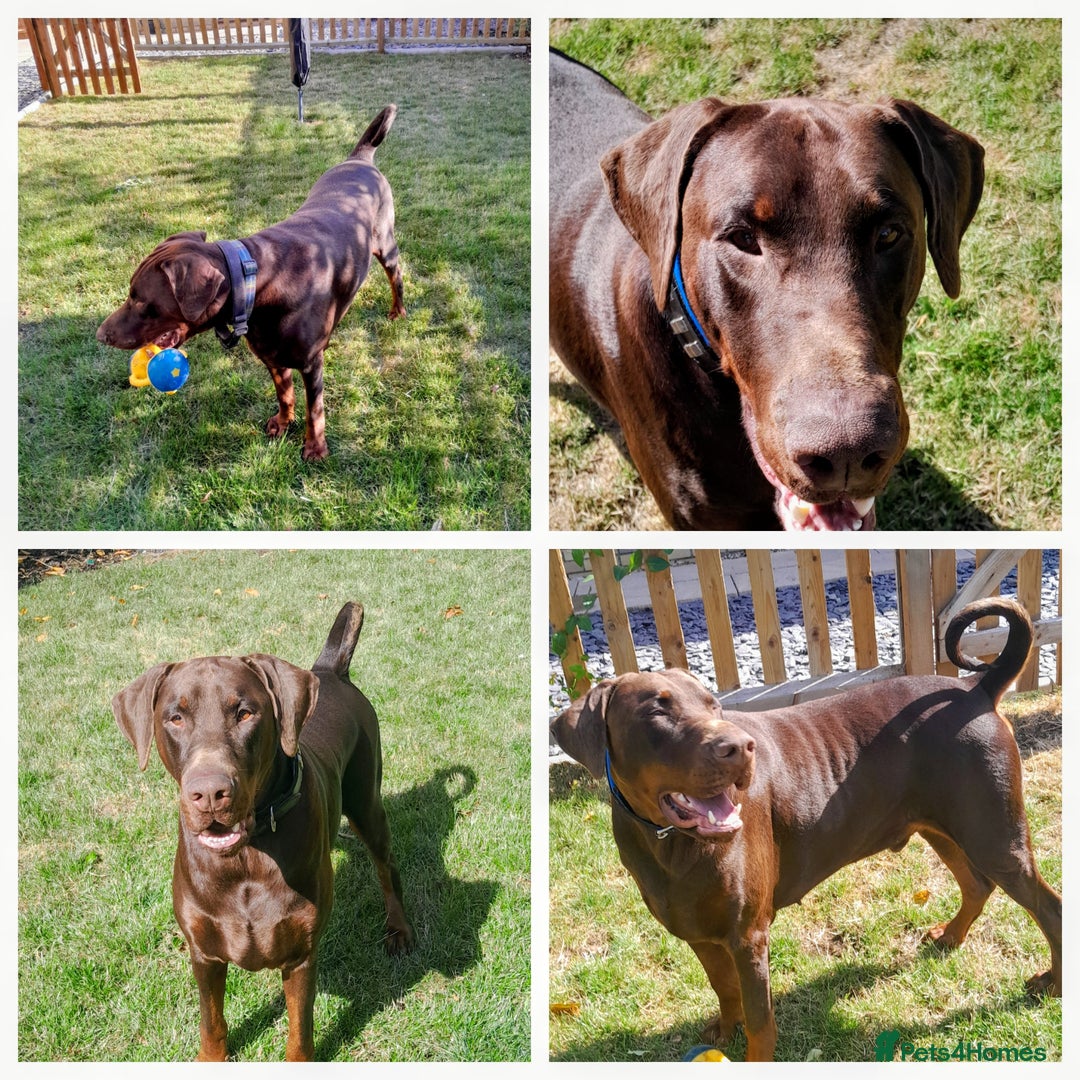 Dobermann dogs for sale: LOUIS 3 YEAR OLD DOBERMANN £900 ONO - Advert 2