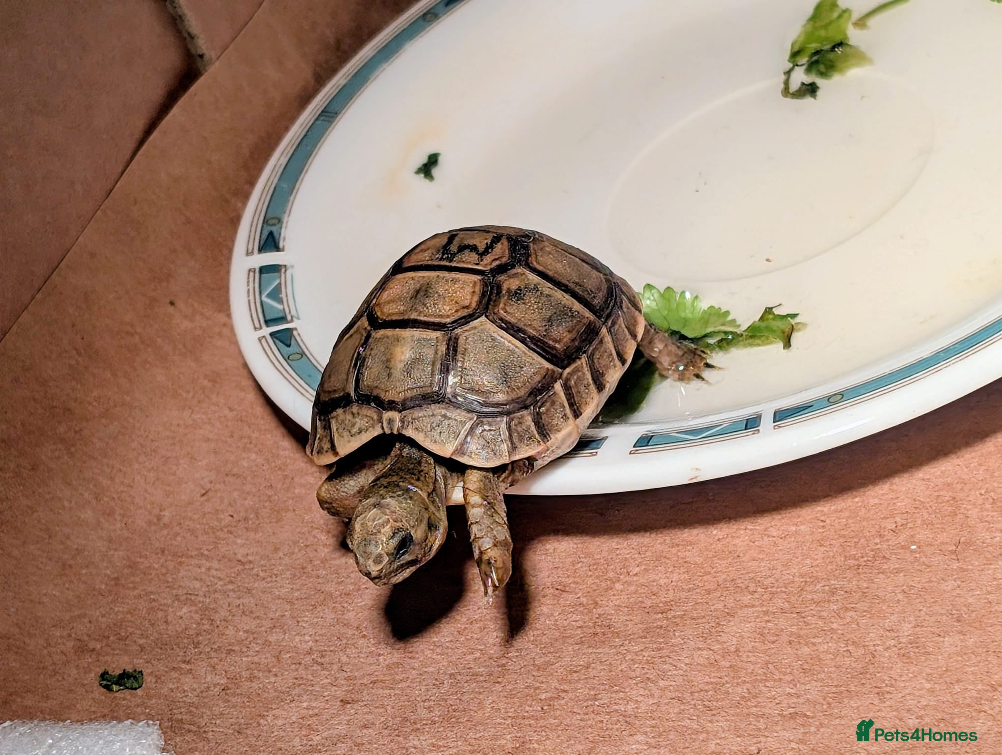 Tortoise reptiles Greek Spur Tortoise  - Advert 1