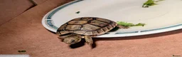 Tortoise reptiles for sale: Greek Spur Tortoise  - Advert 1