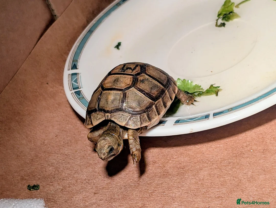 Tortoise reptiles for sale: Greek Spur Tortoise  - Advert 1