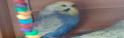 Budgerigars birds for sale: FREE TO KNOWLEDGE HOME 5 VARIOUS COLOURED BUDGIES in Scarborough - Advert 4