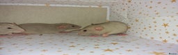 Rat rodents for sale: Baby dumbo rats - Advert 5