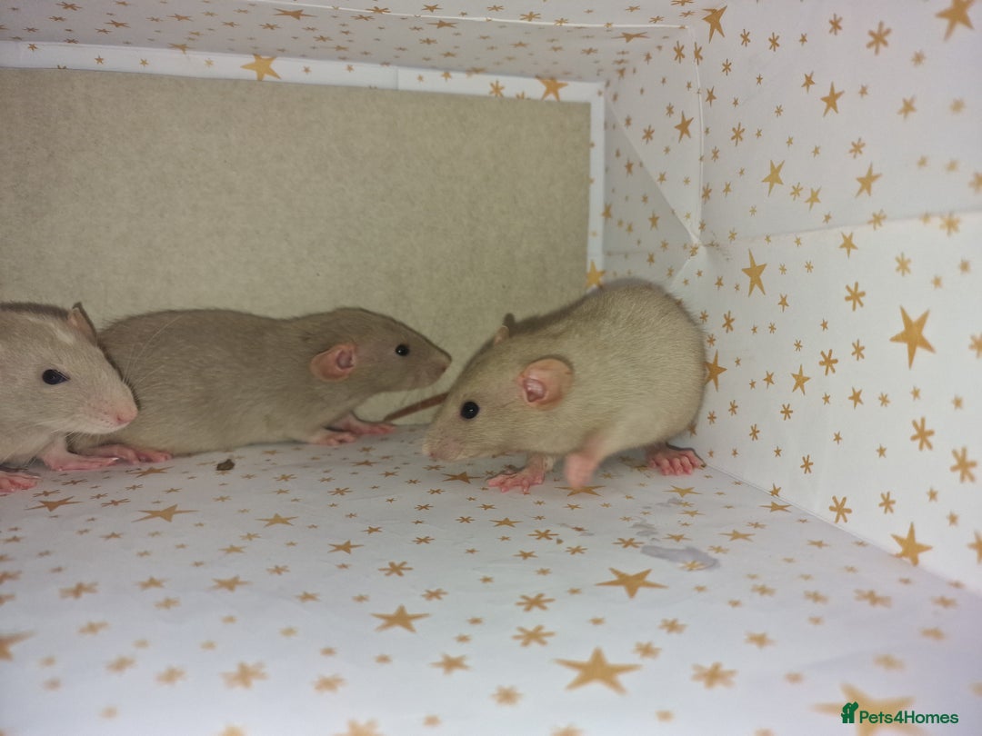 Rat rodents for sale: Baby dumbo rats - Advert 5