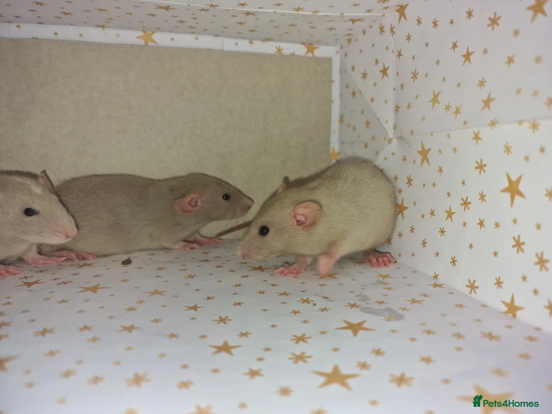 Rat rodents for sale: Baby dumbo rats - Advert 5