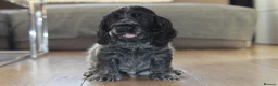 Cocker Spaniel dogs for sale: KC Registered Blue Roan Show Cocker Spaniel Boys - Advert 36