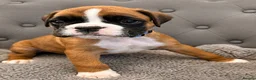 Boxer dogs for sale: BOXER pups - Advert 19