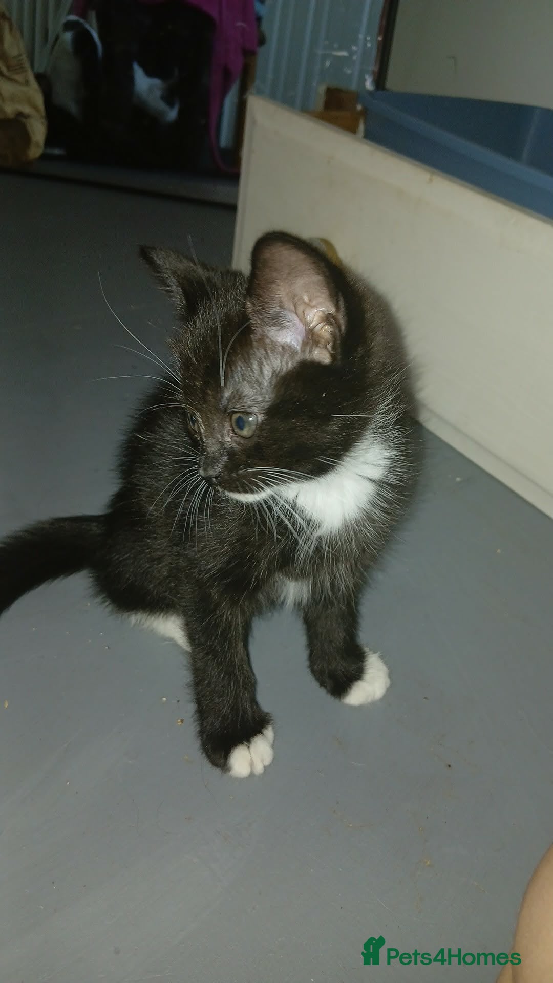 Mixed Breed Kitten 1
