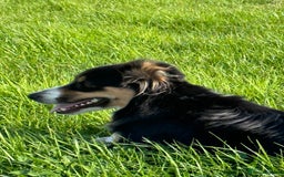Border Collie dogs for sale: Beautiful working/Pet Collie pups - Image 6