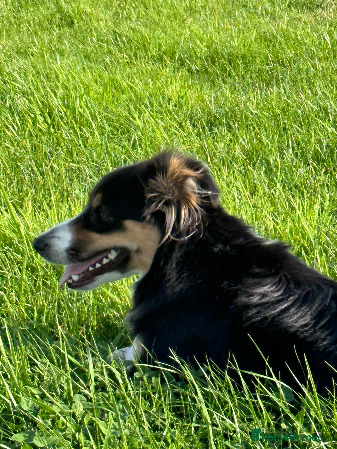 Border Collie dogs for sale: Beautiful working/Pet Collie pups - Image 6