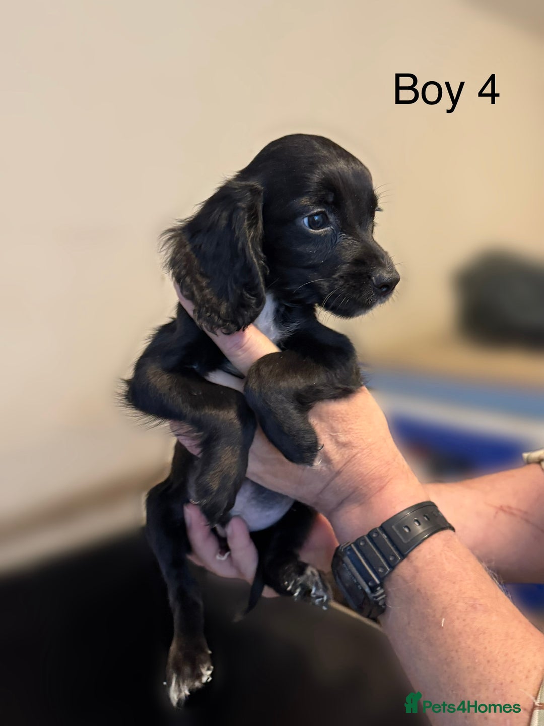 Cocker Spaniel dogs for sale: Beautiful cocker spaniel puppies ready now - Image 23
