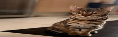 Bengal Kitten 4