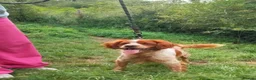 Brittany Spaniel dogs for adoption: Xenon - 3 year old Brittany  - Advert 6