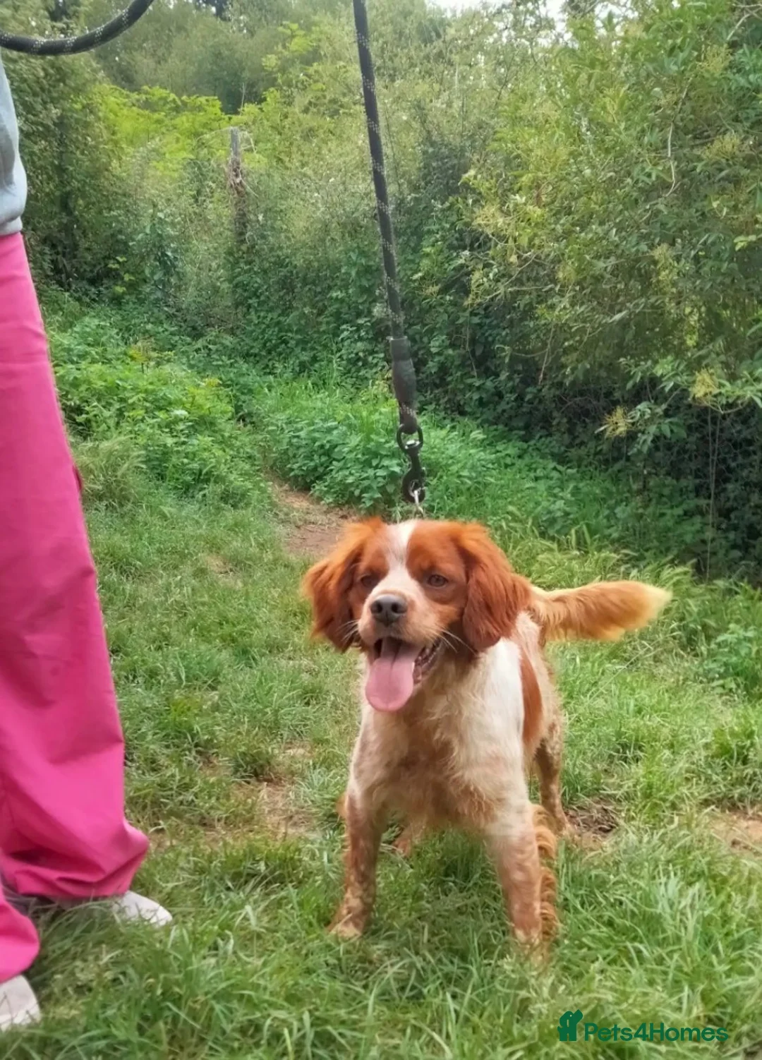 Brittany Spaniel dogs for adoption: Xenon - 3 year old Brittany  - Advert 6