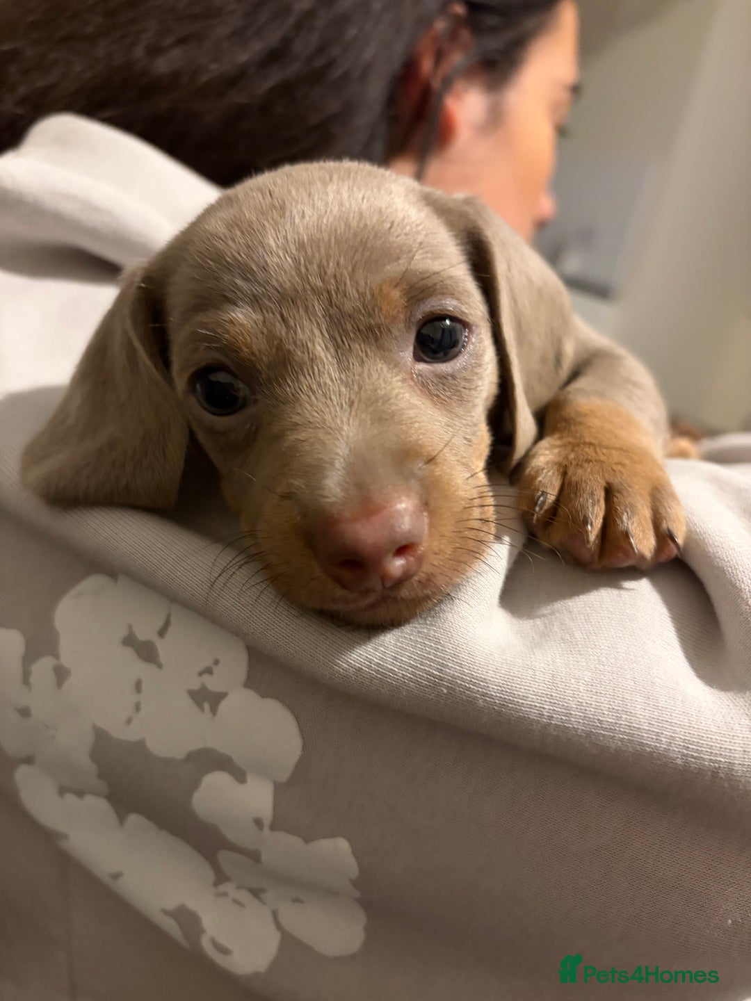 Dachshund dogs for sale: Dachshund puppies for sale - Advert 14