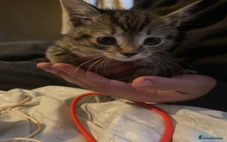 Bombay cats for sale: Kittens  - Image 1