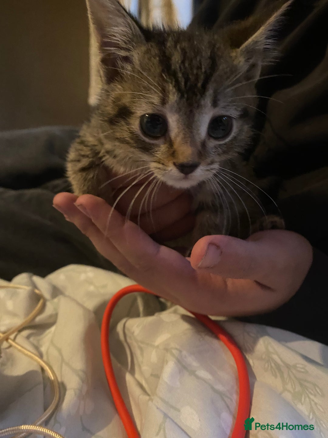 Bombay cats for sale: Kittens  - Image 1