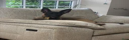 Belgian Shepherd Dog dogs for sale: Belgian Malinois  - Advert 7