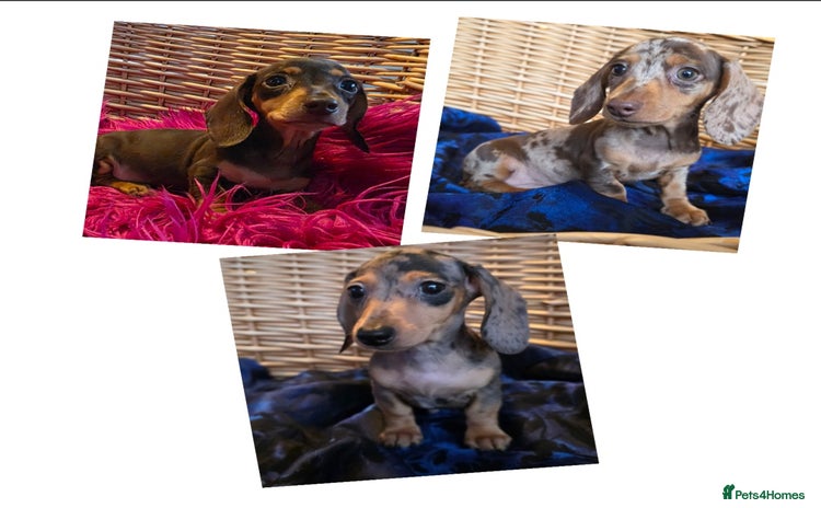 Miniature Dachshund dogs - Advert 1