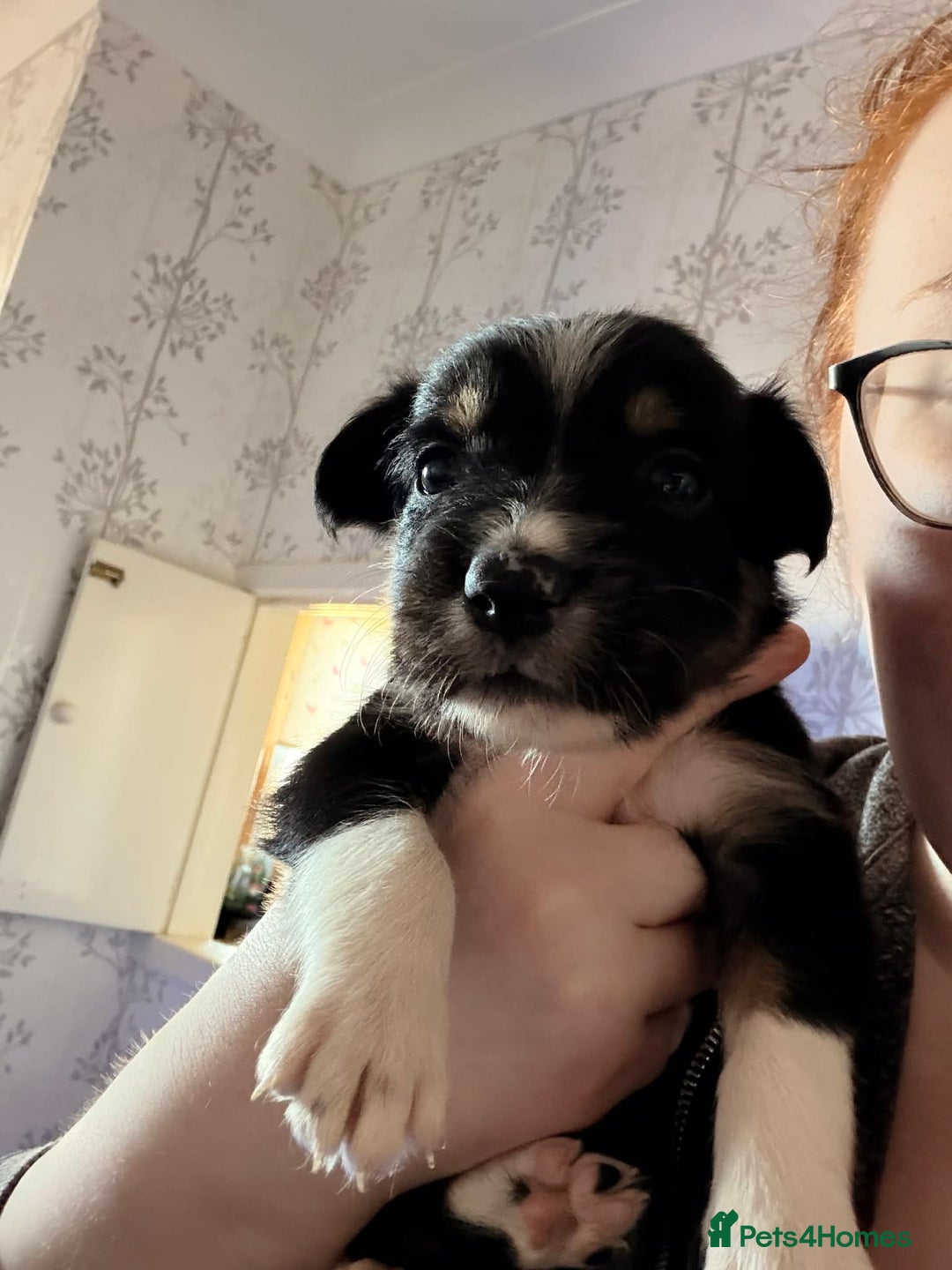 Border Collie dogs for sale: Border collie puppies for sale - Advert 5